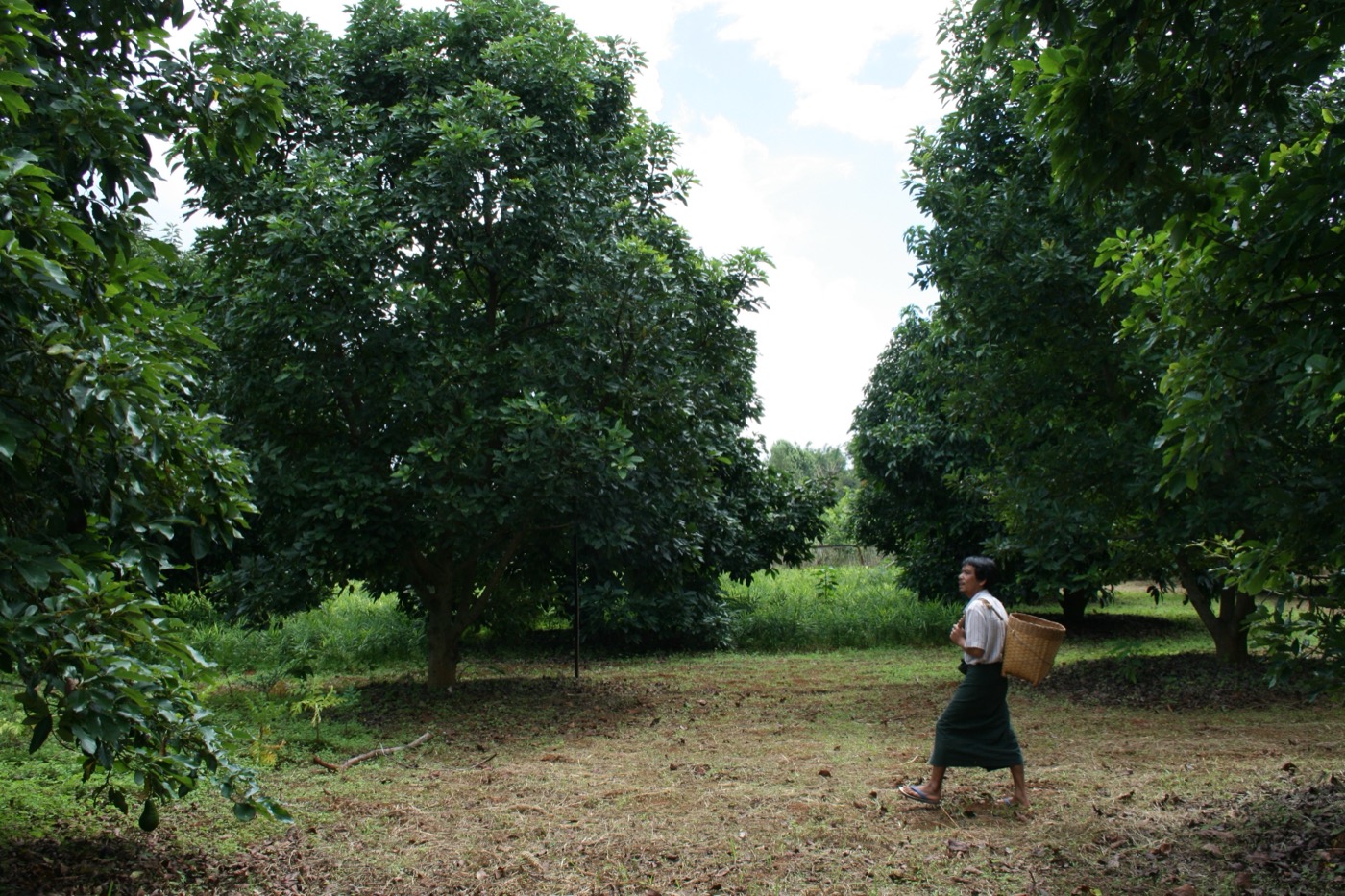 Avocado orchard