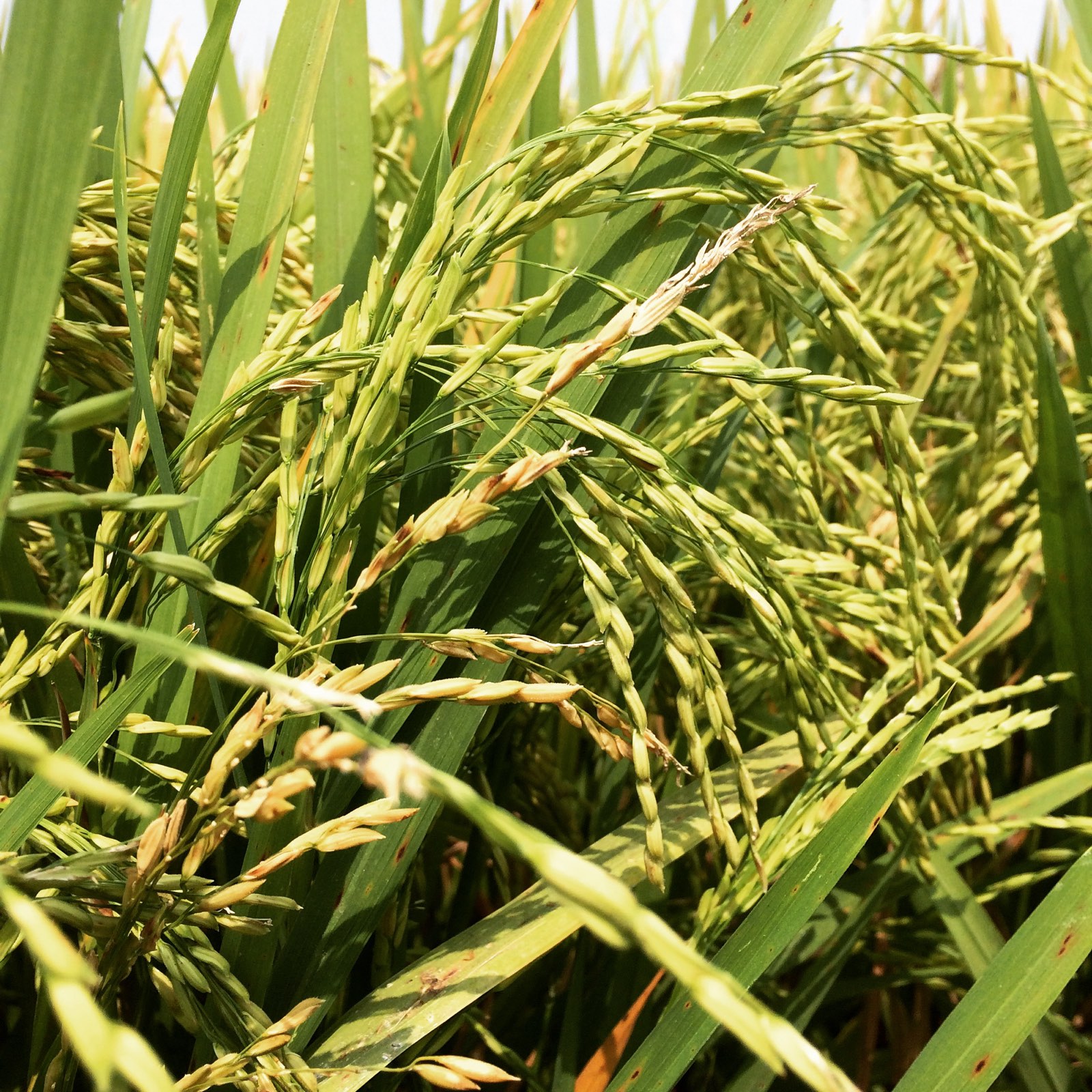 Myanmar rice