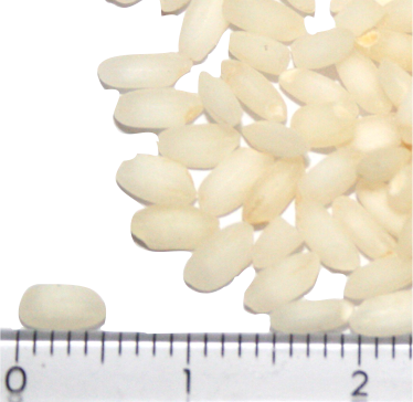 Shwebo Pawsan grains beside a ruler