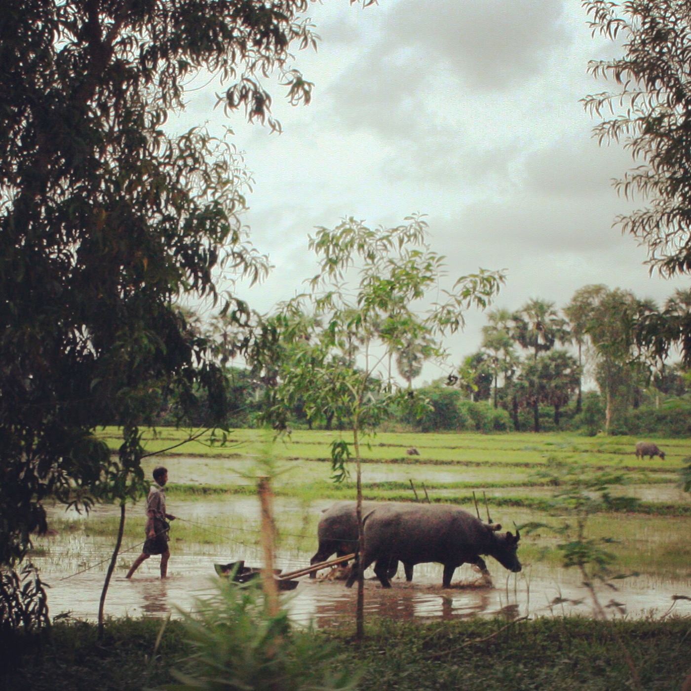 Rice production in Myanmar