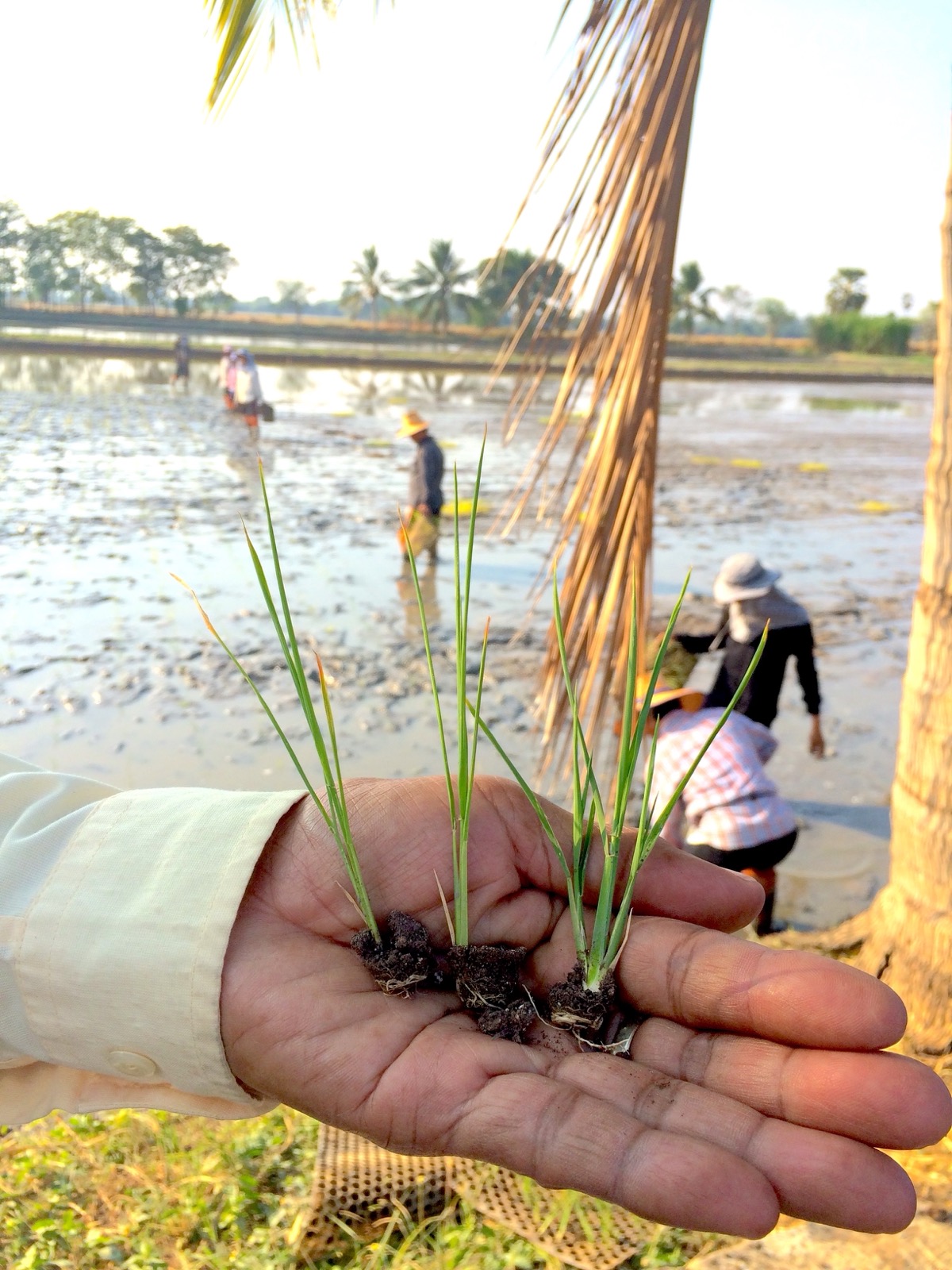 Thai rice field