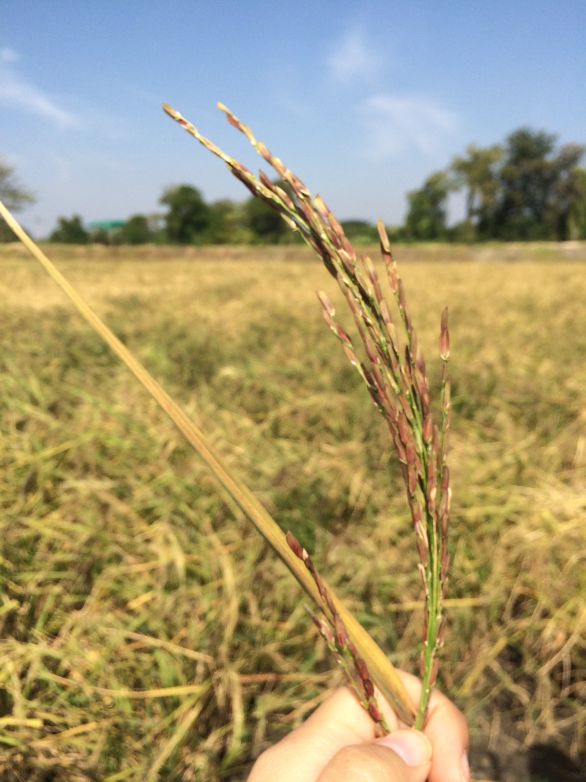Rice grains in a hand