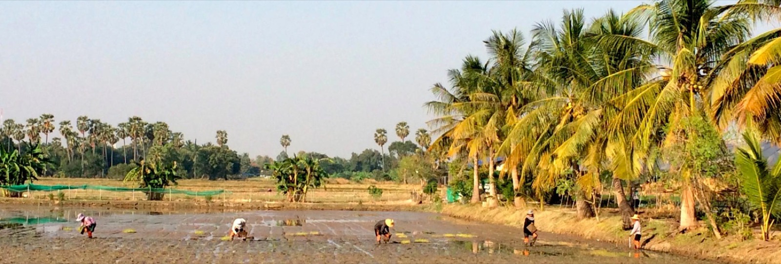 Rice fields in southern Thailand
